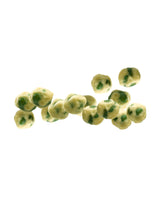 Traditional favourite Camel Nuts Coated Green Peas on a white background