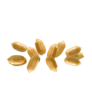 Delicious roasted peanuts from Camel Nuts on a white background